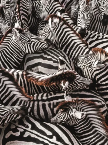 Produit National Geographic - Zèbres Image