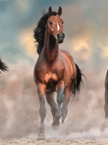 Produit Chevaux au Galop II Image