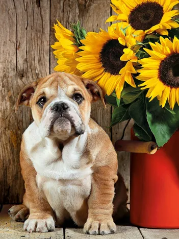 Produit Bouledogue Image