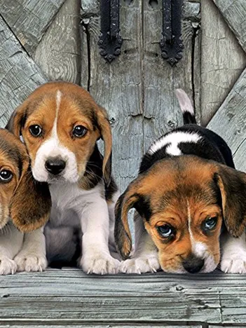 Produit Les Beagles Image