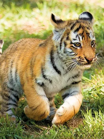 Produit WWF - Tigre Image