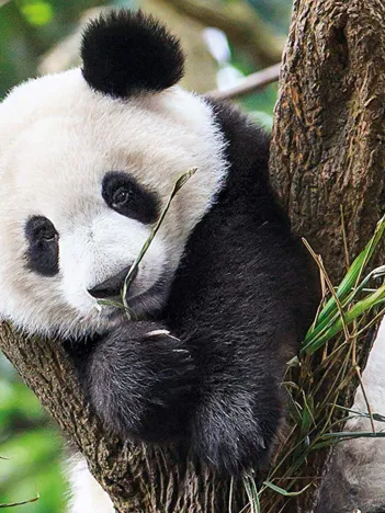 Produit WWF - Panda Image