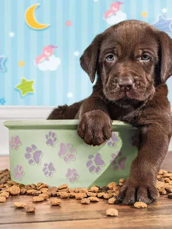 Produit Supercolor Adorable Chiot Image