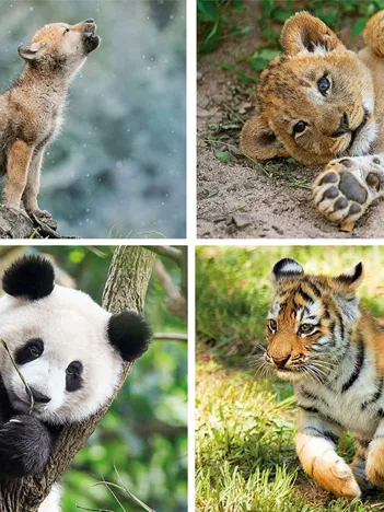 Produit 4 Puzzles Evolutifs - Animaux Sauvages  (20,60,100,180 Pièces) Image