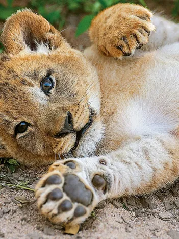 Produit WWF - Lionceau Image