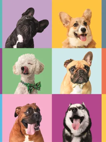 Produit Pièces XXL - Visages Drôles Image