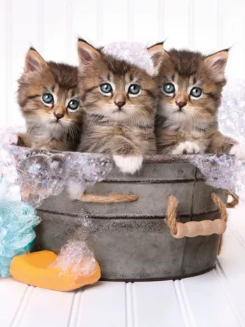 Produit Chatons Image