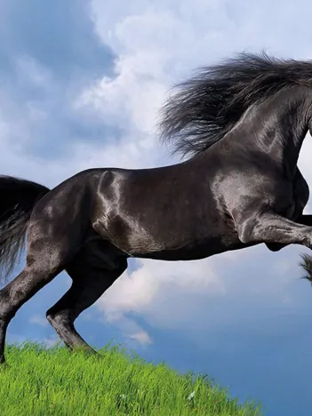 Produit Fresian Black Horse Image