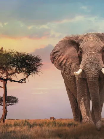 Produit African Sunset Image