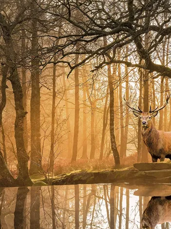 Produit Peace - Rustling Silence Image