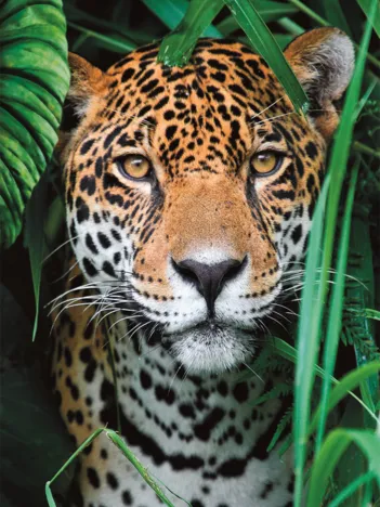 Produit Jaguar dans la Jungle Image