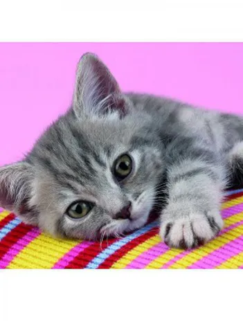 Produit Petit chat calin Image