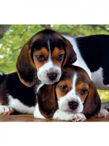 Produit Chiots en duo Image