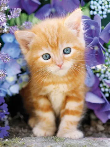 Produit Chaton dans les Fleurs Image