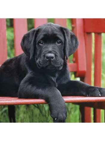 Produit Chiot noir Image