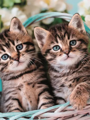 Produit Mignons Chatons Jumaux Image