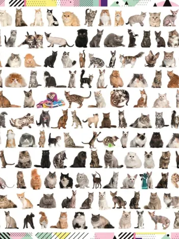 Produit 208 Chats Image