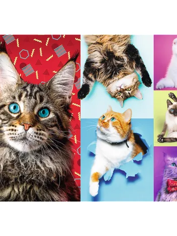 Produit Happy Cats Image