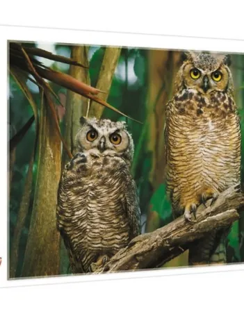 Produit Hiboux Image