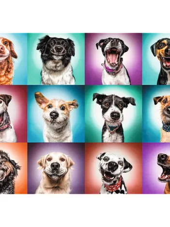 Produit Funny Dog Portraits Image