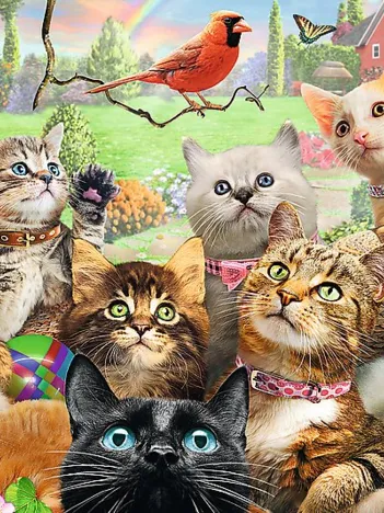 Produit Pièces XXL - Kittens Image