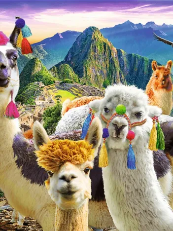 Produit Lamas dans les Montagnes Image