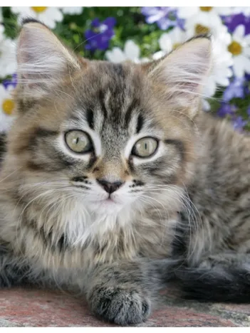 Produit Chaton tigré dans les fleurs Image