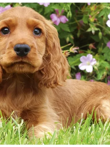 Produit Petit épagneul Image