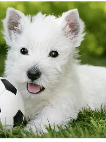 Produit La pause après l'effort Image