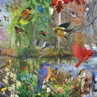 Birds of the Season