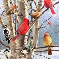 Oiseaux d'Hiver
