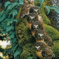Family Tree
