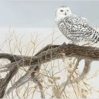 Pièces XXL - Fallen Willow Snowy Owl