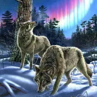 Loups sous l'Aurore