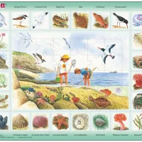 Puzzle Cadre - Apprendre l'Anglais : Au Bord de Mer (en Anglais)