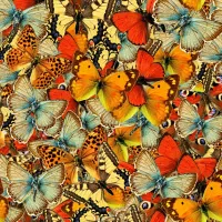 Nuée de Papillons
