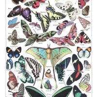 Illustration du Larousse pour Tous : Papillons, 1907-1910