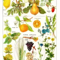 Illustration du Larousse Medical Illustré : Plantes Astringentes et Apéritives, 1912