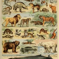 Illustration du Larousse pour Tous : Mammifères, XIXè Siècle