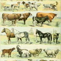 Illustration du Nouveau Larousse Illustré : Mammifères, XIXè Siècle