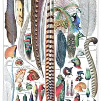 Illustration du Larousse pour Tous : Plumes, 1907-1910