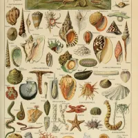 Illustration du Larousse pour Tous : Mollusques, XIXè Siècle