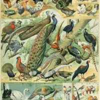 Illustration du Nouveau Larousse Illustré : Oiseaux, XIXè Siècle