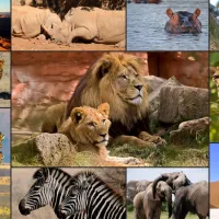 Collage - Wildlife