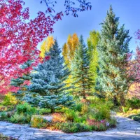 Forêt Colorée, Colorado, USA