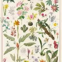 Muséum National d'Histoire Naturelle - Les Plantes