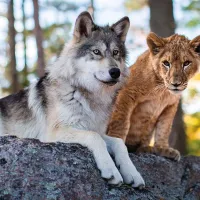 Le Loup et le Lion