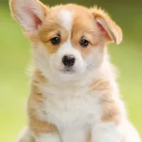 Adorable Corgi