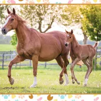 Maman et Bébé Cheval