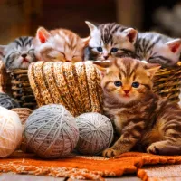 Kittens in Basket